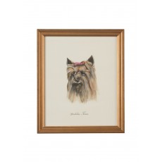 Dog Lithograph - Yorkshire Terrier