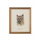 Dog Lithograph - Yorkshire Terrier